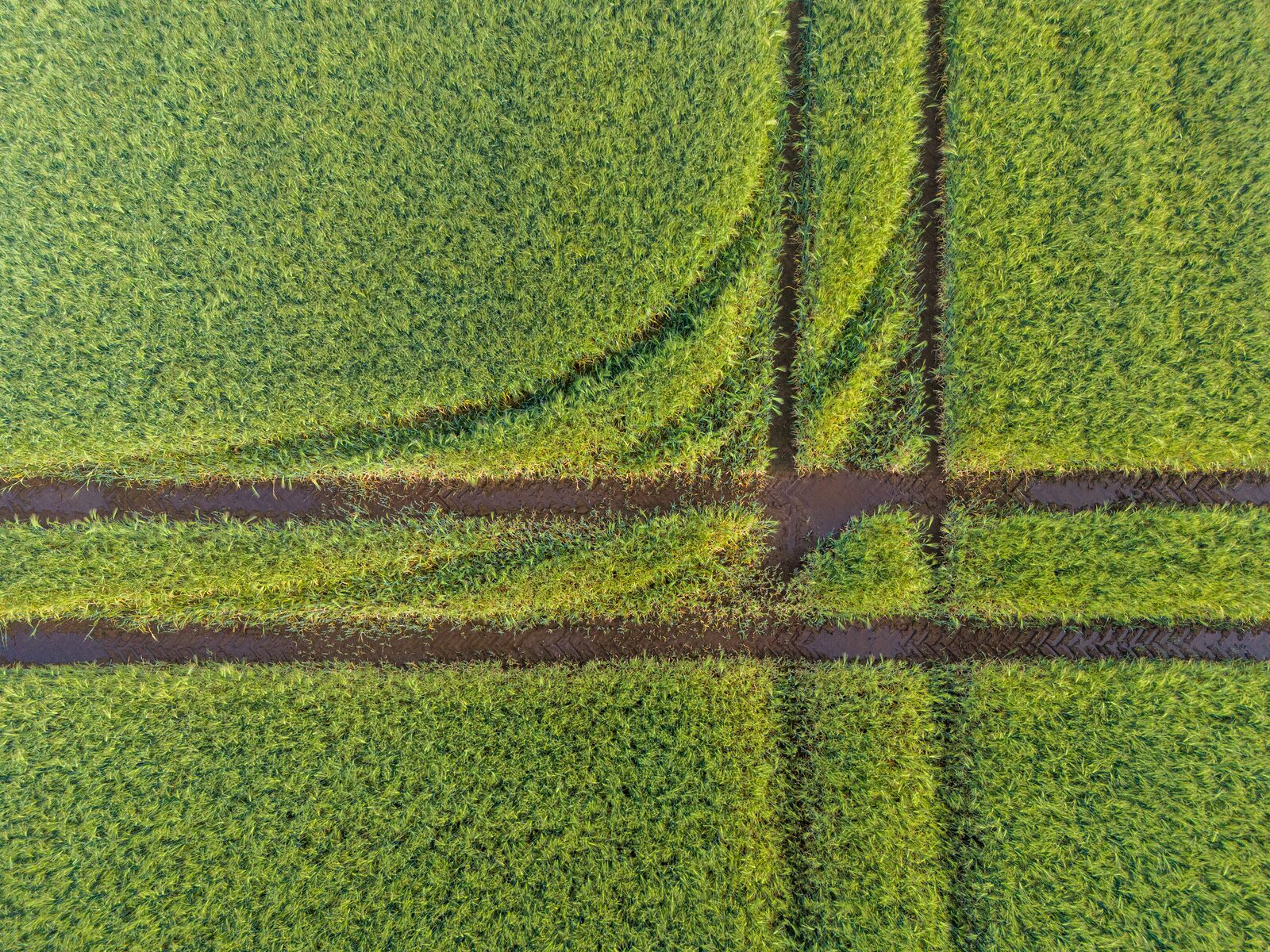 Aerial view of a cultivated grain field — crop coverage typical of precision agriculture drone operations